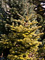 Abies koreana Lutea IMG_4610 Jodła koreańska